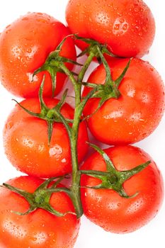 fresh tomatoes on a white background