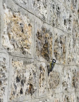 Textured background image of an old mossy stone brick wall with a small bird