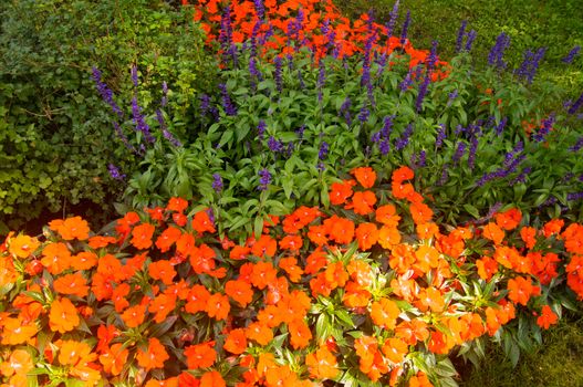 Sun lights up flower beds of poppies and lupins