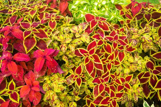 Colorful plants of red, yellow and green