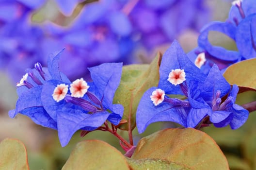 Beautyfull violet Bougainvillea flowers