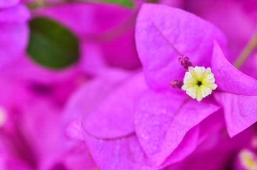 Bougainvillea flowers