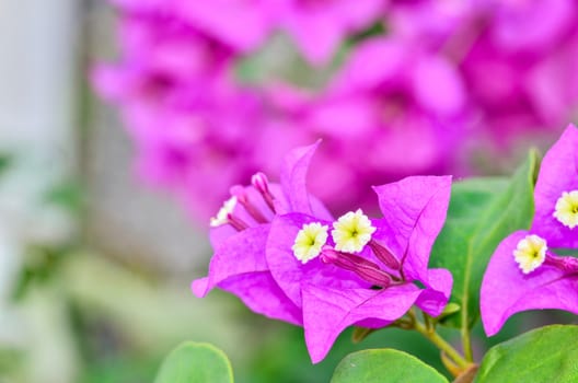 Bougainvillea flowers