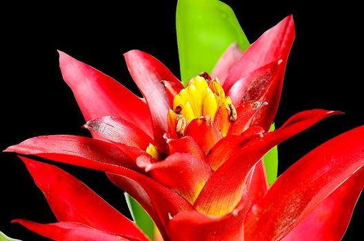 Close up guzmania on black background