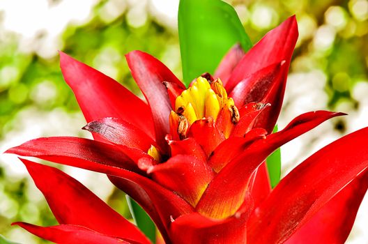 Close up guzmania on sunny abstract background