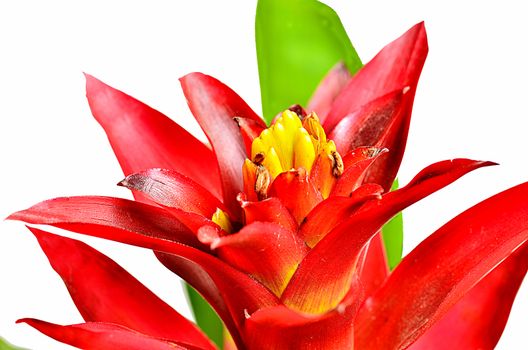 Close up guzmania on white background