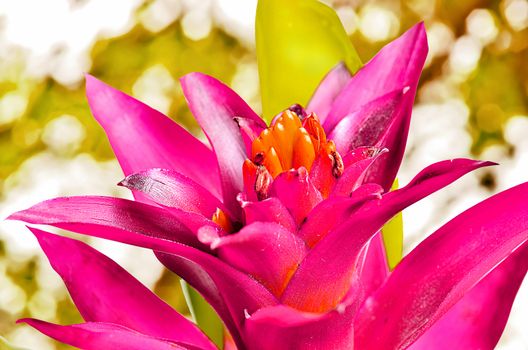 Close up pink guzmania on sunny abstract background