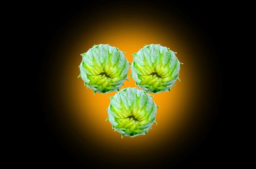 gerbera flower bud on yellow light background