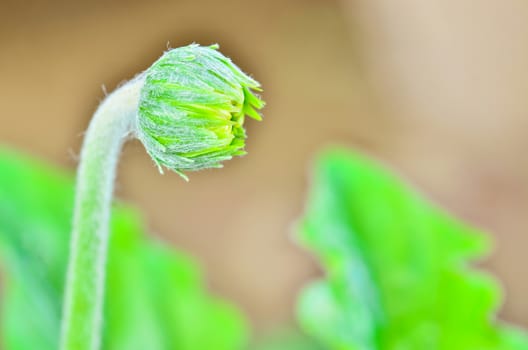 gerbera flower bud