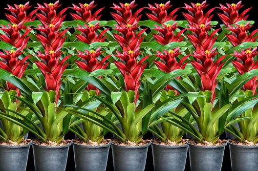 Beautyful  Blossoming plant of guzmania in plastic flower pot on black background