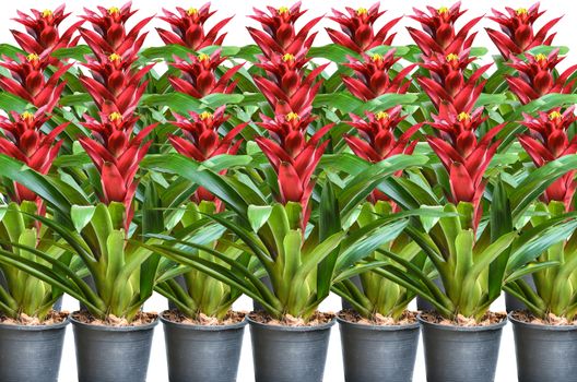 Beautyful  Blossoming plant of guzmania in plastic flower pot on white background