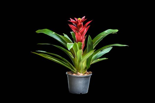 Blossoming plant of guzmania in plastic flowerpot on black background