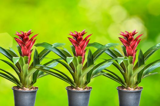 Blossoming plant of guzmania in plastic flowerpot on nature background