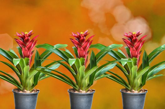 Blossoming plant of guzmania in plastic flowerpot on orange nature background