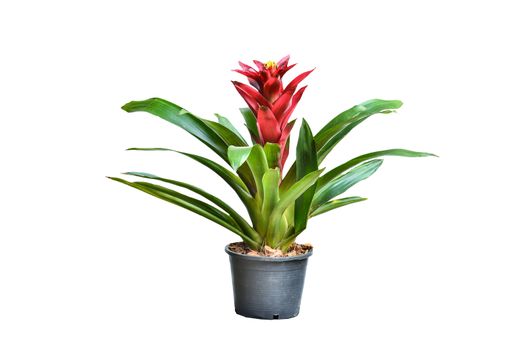 Blossoming plant of guzmania in plastic flowerpot on white background