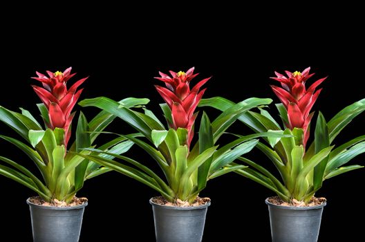 Many Blossoming plant of guzmania in plastic flowerpot on black background