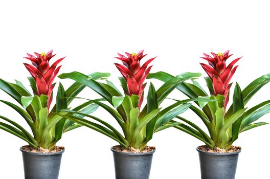 Many Blossoming plant of guzmania in plastic flowerpot on white background