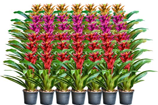 Muti color Blossoming plant of guzmania in plastic flower pot on white background
