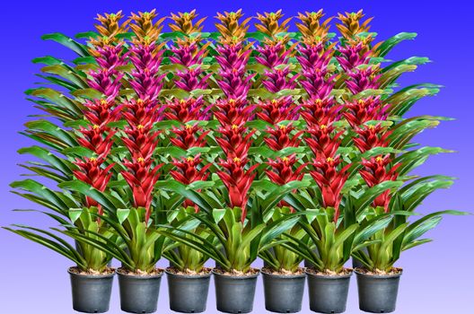 Muti color Blossoming plant of guzmania on violet background