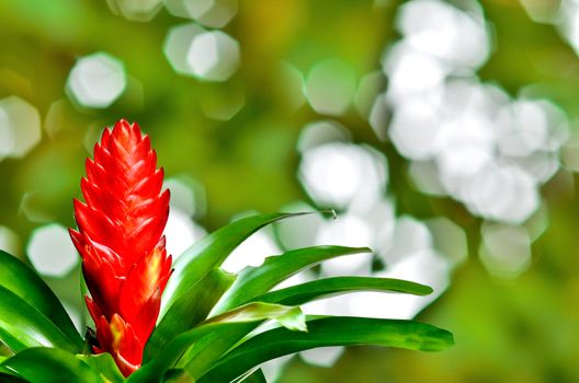 Blossoming plant of guzmania on nature background