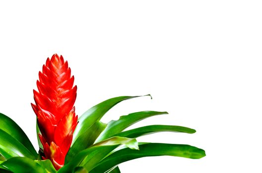 Blossoming plant of guzmania on white background