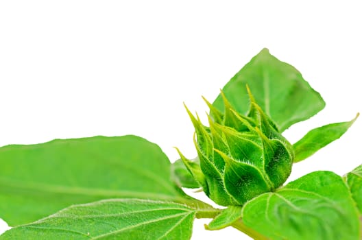 Budding Sunflower on white background