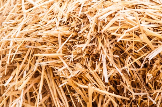 hay, straw with snow lying on the ground