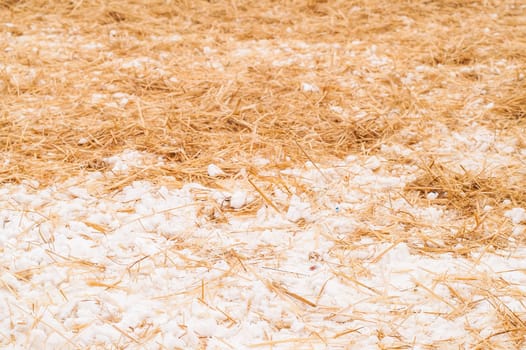 hay, straw with snow lying on the ground