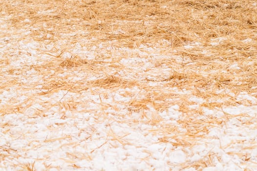 hay, straw with snow lying on the ground