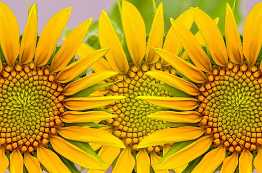 sunflower closeup  background