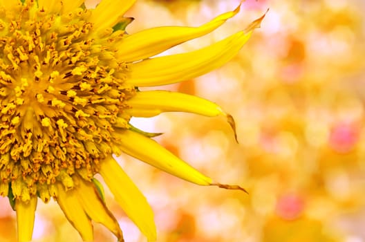 sunflowers close up on yellow nature background