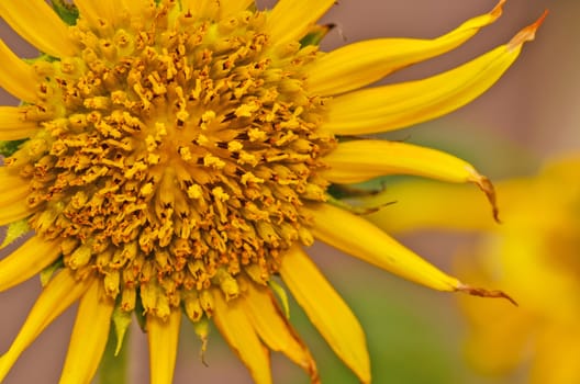 sunflowers