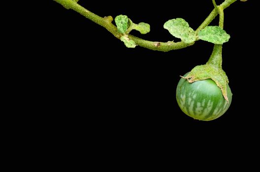 Thai green eggplant on tree on black background