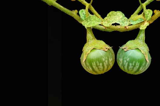 Thai green eggplant on tree on black background