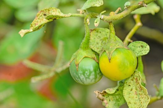 Thai green eggplant on tree