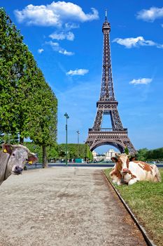 Cows under the Eiffel Tower in Paris