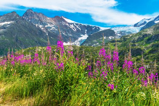 Alpine Wildflowers Scenery. Swiss Alps Landscape. Switzerland, Europe.