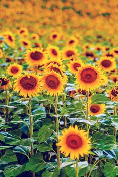 Flowering Sunflowers Field Closeup. Summer in Austria, Europe.