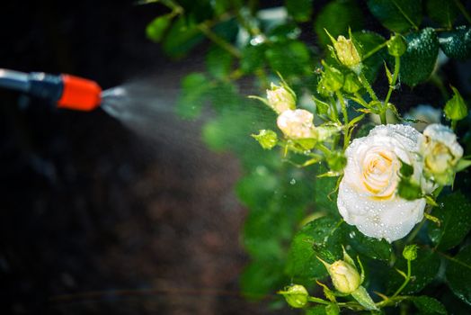 Flowers Pest Control Spraying. Spraying White Roses.