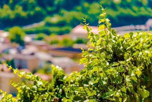 Swiss Vineyards Closeup Photo. Switzerland Agriculture.