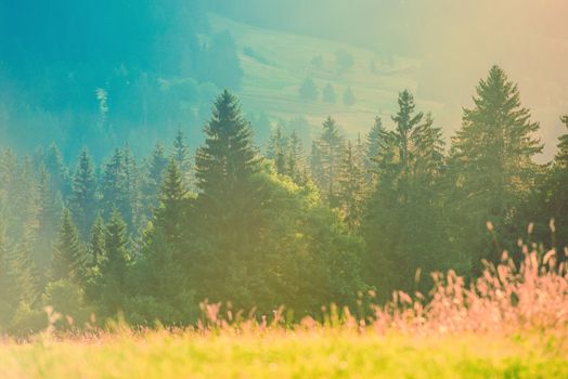 Summer Photo Background. Hot Summer Day Between the Nature. Scenic Alp Mountains Landscape with Meadow and the Trees Line. French Alps.