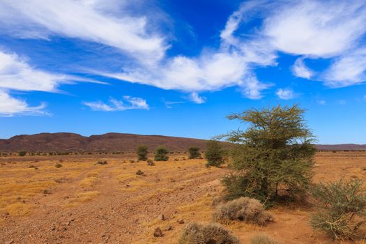 lonely tree on a background of mountains in the Sahara desert, Morocco