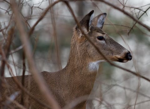 Image with the beautiful wide awake deer in the shrub