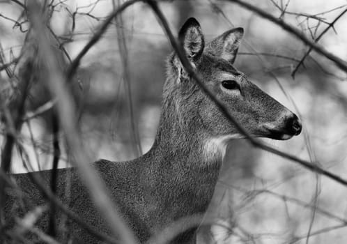Black and white photo of the deer in the bush