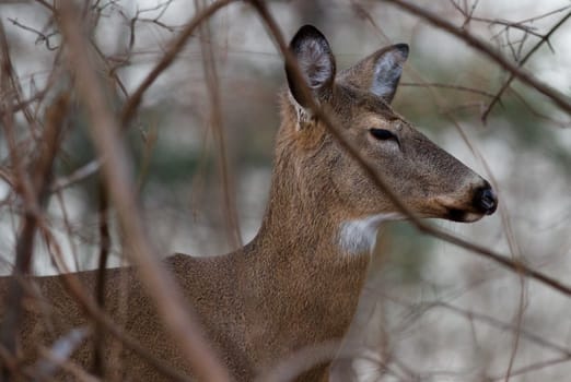 Image with the deer with the closed eyes in the shrub