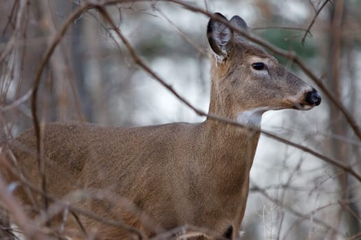 Beautiful photo of the young deer in the shrub