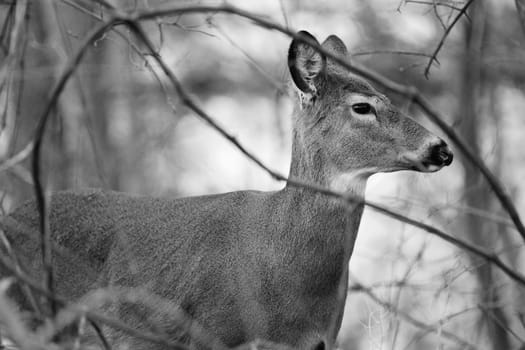 Black and white image with the deer  in the forest