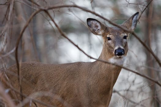 Photo of the deer in the bush looking at you