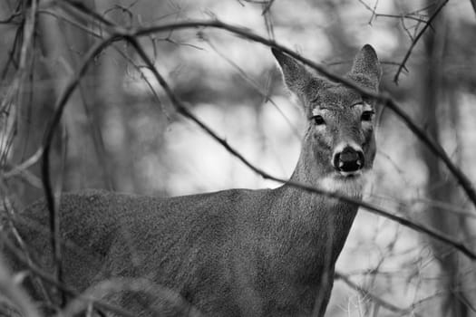 Black and white image with the beautiful deer looking to the camera