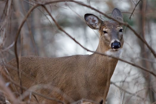 Photo of the beautiful deer narrowing his eyes